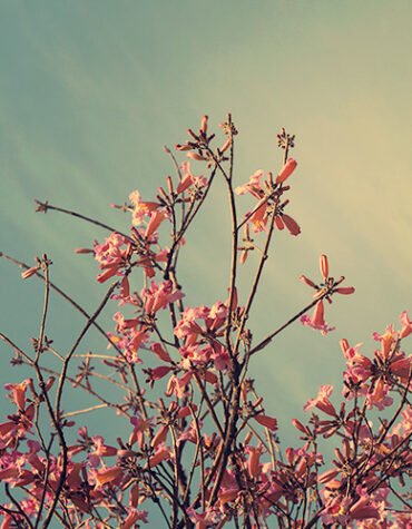 O céu e o chão de uma primavera que inspira